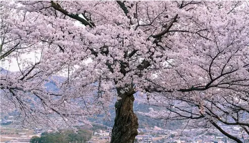  ?? / SAND555 ?? Japan is famous for its cherry blossom season Canva