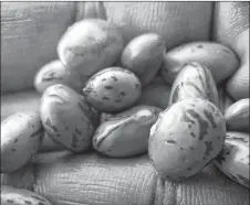  ?? AP PHOTO ?? Ugandan farmer Richard Opio holds a sample of the “super beans.”