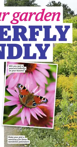  ??  ?? Will you spot a peacock bu erfly on your blooms?
Make your plot a sanctuary for these wonderful pollinator­s