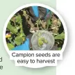  ??  ?? Campion seeds are easy to harvest