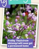  ??  ?? Frothy Thalictrum delavayi will soon get a permanent home