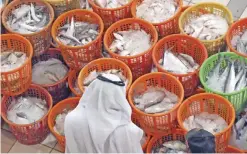  ??  ?? KUWAIT: A Kuwaiti man observes fish baskets displayed at the main fish market in Sharq. — Photo by Yasser Al-Zayyat