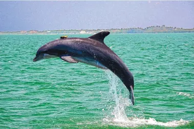  ?? CHICAGO ZOOLOGICAL SOCIETY ?? A resident Sarasota Bay, Fla., dolphin leaping with suction-cup-mounted DTAG that records sounds and behavior for up to 24 hours. As many as six generation­s live in the same community of 170 dolphins, scientists say. Dolphins can live to age 67 and give birth up to age 48.