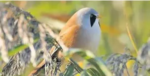  ?? Darin Smith ?? ●●A Bearded tit