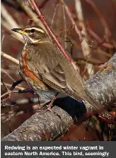 ?? ?? Redwing is an expected winter vagrant in eastern North America. This bird, seemingly of the Icelandic form coburni, gave great views in Maine in January 2021.
