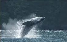 ?? GREG SHEA/ MAPLE LEAF ADVENTURES ?? It’s not uncommon to see humpback whales in the channels.