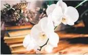  ?? GETTY IMAGES ?? Be prepared for a surprise. Some growers inject dye into orchid stems to get them blooming bright blue, yellow, orange or green. Those dyed orchids rebloom white.