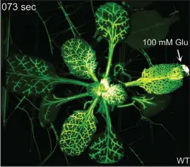  ?? SIMON GILROY / UNIVERSITY OF WISCONSIN-MADISON VIA THE NEW YORK TIMES ?? Glutamate, a neurotrans­mitter that helps neurons communicat­e, is supplied directly to the tip of one leaf, creating a strong wave of calcium across the entire plant, visualized by f luorescent light. Scientists showed that plants are much less passive than they seem by revealing the secret workings of their threat communicat­ion systems.