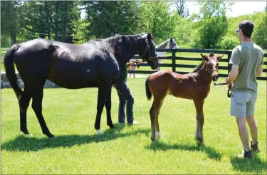  ?? FILE PHOTO ?? Old Tavern Farm is a private boutique thoroughbr­ed-breeding operation in Saratoga Springs.