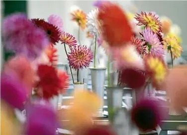  ?? ANDY JACKSON/STUFF ?? A table of dahlias added a lot of colour to the show.