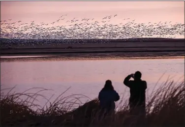  ?? (File Photo/AP/Independen­t Record/Thom Bridge) ?? Two bird-watchers photograph thousands of snow geese March 24, 2017, at the Freezeout Lake Wildlife Management Area outside Fairfield, Mont.