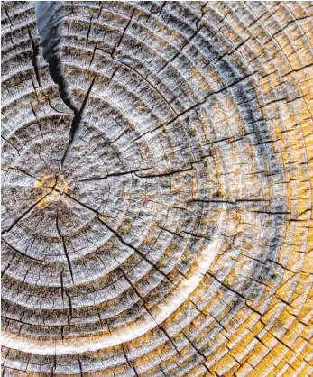  ?? FOTO: COLOURBOX ?? Jahresring­e eines Baumes als Altersnach­weis: Die Maximal-Lebenserwa­rtung von 120 Jahren für Menschen sind für Mediziner nicht in Stein gemeißelt.