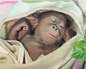  ??  ?? Cinta Lestari (Forever Love), a 56-day-old orangutan, naps at a zoo in Bandung, Indonesia. The Kalimantan great apes are critically endangered due to shrinking habitats.