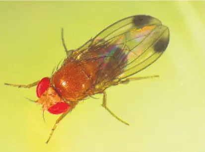  ??  ?? Sie ist kaum drei Millimeter groß, kann aber trotzdem großen Schaden anrichten. Die Kirschessi­gfliege (Drosophila suzukii) bohrt sich in unreife Früchte, um ihre Eier abzulegen.