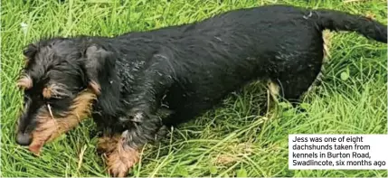  ??  ?? Jess was one of eight dachshunds taken from kennels in Burton Road, Swadlincot­e, six months ago