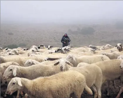  ?? / E. S. ?? Rebaño de ovejas en el valle de Valdiviels­o, hace dos semanas.