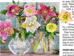  ?? ?? COMING
UP ROSES: Hellebore flowers make colourful indoor displays