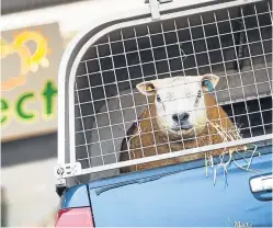  ??  ?? Taxi for a tup: the sales season is a highlight of the calendar.