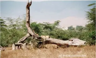  ??  ?? LAKE MANYARA NATIONAL PARK