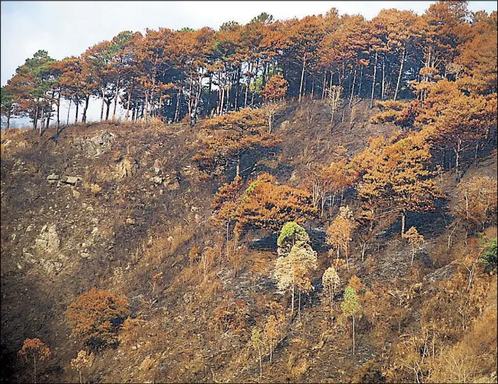  ?? ANDY ZAPATA JR. ?? Dried up pine trees caused by the extreme drought and extended El Niño are seen along Kennon Road in Benguet province.