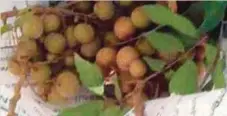  ??  ?? BUAH longan yang dicuri.