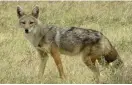 ?? FOTO: GORDON ROBERTSON ?? Afrikansk varg (Canis lupaster) i nationalpa­rken Serengeti i Tanzania. Tills helt nyligen ansågs den tillhöra samma art som guldschaka­len (Canis aureus).
