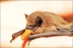  ??  ?? A Pipistrell­us pipistrell­us feeds on an insect.