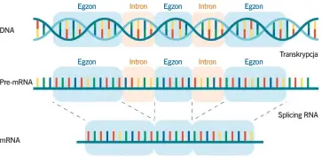  ?? ?? Transkrypc­ja to przepisani­e informacji genetyczne­j z DNA na informacyj­ny RNA (mRNA). W jej trakcie dochodzi do wycinania sekwencji niekodując­ych (intronów) z pre-mRNA i łączenia odcinków kodujących (egzonów).