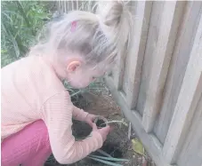  ?? ?? Nurturing our sunflowers. PHOTOS: Supplied.