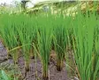  ??  ?? So sehen die Reispflanz­en auf einem Feld auf der Insel Bali aus.