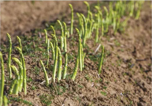  ??  ?? Asparagus is one of the first crops of spring harvest, and this perennial vegetable is rich in B vitamins, vitamin C, calcium and iron.