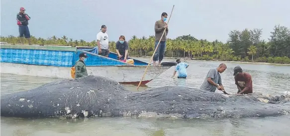  ??  ?? The carcass of a 9.5m sperm whale in southeast Sulawesi province and (below) some of the plastic waste found in the whale’s stomach. Picture: AP