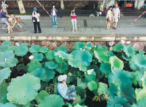  ?? PHOTOS BY GAO ERQIANG / CHINA DAILY ?? Chen Laidi, a Hangzhou native, gathers lotus leaves and heads at the West Lake.