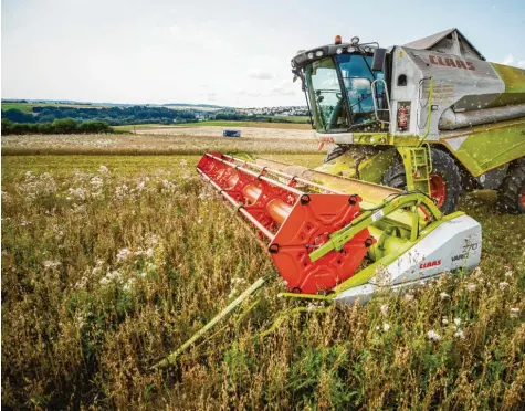  ??  ?? Heuer gibt es bei der Ernte deutlich weniger Getreide als in guten Jahren. Die Landwirtin­nen und Landwirte im Kreis Günzburg führen das besonders auf die hohe Feuchtigke­it zurück. Symbolfoto: Christoph Schmidt, dpa