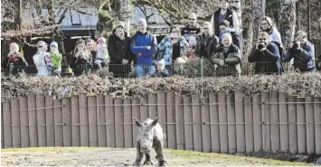  ?? Archivfoto: Anne Wall ?? Das kleine Nashorn Kibo zählt zu den Stars im Zoo. Im Februar war er erstmals im Freien.