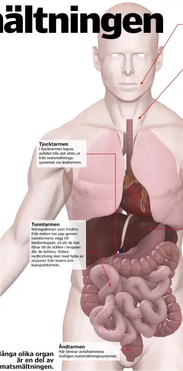  ??  ?? Många olika organ är en del av matsmältni­ngen.