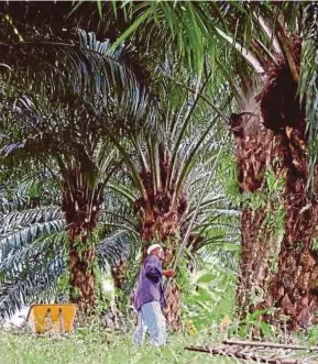  ??  ?? The Malaysian Palm Oil Council predicts the palm oil price to hit a peak of RM2,594 per tonne in the second half of this year.