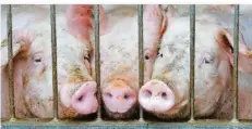  ?? FOTO: SEBASTIAN WILLNOW/DPA ?? Insbesonde­re Schweine werden in Deutschlan­d häufig in großen Mastbetrie­ben gehalten.