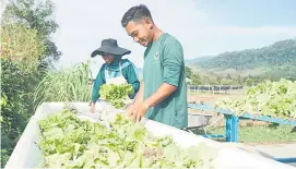  ?? — Gambar Bernama ?? TELITI: Dua pekerja Lang Agro Park, Ariff Fitri Azizan dan Nurul Wahida Samsul membersihk­an sayuran yang dituai di ladang yang terletak di Ulu Melaka, ketika ditemui baru-baru ini.