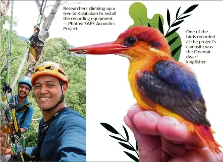  ?? — Photos: SAFE Acoustics Project ?? Researcher­s climbing up a tree in Kalabakan to install the recording equipment.
One of the birds recorded at the project’s campsite was the Oriental dwarf kingfisher.