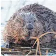  ?? FOTO: DPA ?? Weltenzers­törer bei der Arbeit: ein Biber kaut gemütlich Rinde.