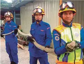  ?? BY NOORAZURA ABDUL RAHMAN PIC ?? Civil Defence Force employees displaying the 4m-long cobra in Padang Terap yesterday. The 14kg snake was found in a garage.