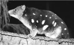  ??  ?? File photo shows a spotted tiger quoll seen in its enclosure at Taronga Zoo in Sydney. — AFP photo