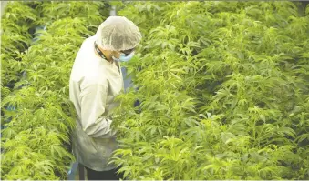  ?? SEAN KILPATRICK/THE CANADIAN PRESS FILES ?? Canopy’s revised pact with Acreage is seen as strengthen­ing Canopy’s U.S. strategy as well as giving Acreage a “financial lifeline.” Above, Canopy’s Smiths Falls, Ont. facility.