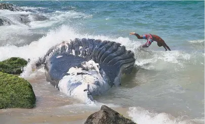  ??  ?? Alheios aos riscos, banhistas transforma­ram baleia morta em trampolim para mergulhos