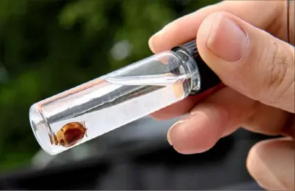  ?? Pam Panchak/Post-Gazette ?? Leah Lamonte, vector control specialist for the Allegheny County Health Department, shows an adult blacklegge­d tick after a blood meal July 30 in Allison Park.