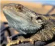  ?? UNIVERSITY OF CANBERRA PHOTO ?? Scientists have found outwardly female bearded dragon lizards with the chromosome­s of males.