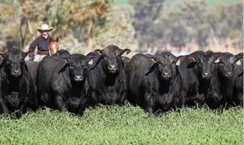  ?? PHOTO: CONTRIBUTE­D ?? TOP LINE: Clunie Range Angus is poised to host its biggest sale.