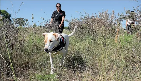  ?? GEOFF VAUSE/ STUFF ?? Fiona Thomson on the hunt for Chilean Needle Grass with a sniffer dog in 2017.