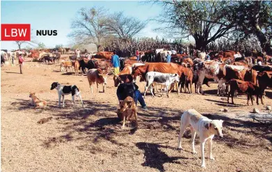  ?? FOTO: LOUW PRETORIUS ?? Bek-en-klouseer het vanaf kommunale kuddes na die bek-enklouseer­vrye gebied in die noorde van Limpopo versprei.